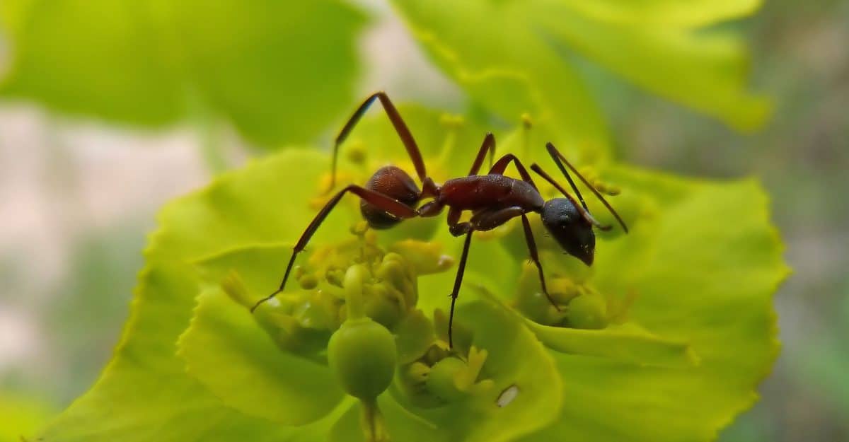 biodiversité 