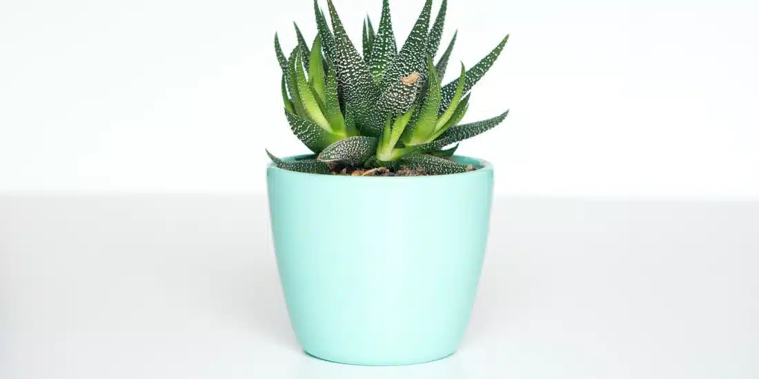 green succulent in teal ceramic vase